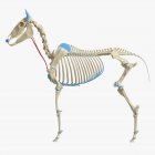 Modello di scheletro di cavallo con muscolo Sternohyoideus dettagliato, illustrazione digitale . — Foto stock
