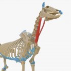 Modello di scheletro di cavallo con muscolo Sternocephalicus dettagliato, illustrazione digitale . — Foto stock