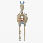 Pferdeskelettmodell mit detailliertem Unterkiefermuskel, digitale Illustration. — Stockfoto