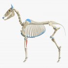 Modelo de esqueleto de cavalo com músculo flexor digital superficial detalhado, ilustração digital
. — Fotografia de Stock