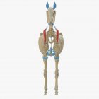 Modello di scheletro di cavallo con muscolo Supraspinatus dettagliato, illustrazione digitale . — Foto stock