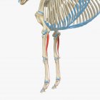 Pferdeskelettmodell mit detaillierten oberflächlichen digitalen Beugemuskeln, digitale Illustration. — Stockfoto
