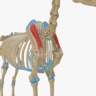 Modèle squelette de cheval avec muscle Supraspinatus détaillé, illustration numérique . — Photo de stock