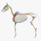 Модель кінь скелета з детальним м'язами підскакулярного мозку, цифрова ілюстрація . — стокове фото