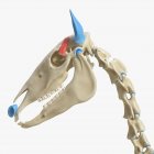 Modello di scheletro di cavallo con muscolo temporale dettagliato, illustrazione digitale . — Foto stock