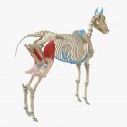 Modello di scheletro di cavallo con dettagliato muscolo lata fascia tensore, illustrazione digitale . — Foto stock
