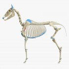 Pferdeskelettmodell mit detaillierten kleinen Muskeln, digitale Illustration. — Stockfoto
