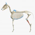 Modello di scheletro di cavallo con dettagliato muscolo Tibialis cranialis, illustrazione digitale . — Foto stock