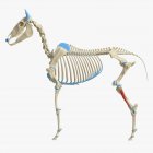 Modelo de esqueleto de cavalo com músculo Tibialis cranialis detalhado, ilustração digital
. — Fotografia de Stock