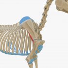 Horse skeleton model with detailed Teres minor muscle, digital illustration. — Stock Photo