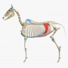 Modelo de esqueleto de cavalo com músculo transverso abdominal detalhado, ilustração digital
. — Fotografia de Stock