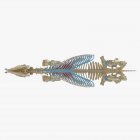 Modello di scheletro di cavallo con muscolo toracico Transversus dettagliato, illustrazione digitale . — Foto stock