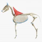 Modelo de esqueleto de caballo con músculo Trapezius detallado, ilustración digital . - foto de stock