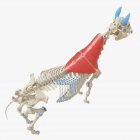 Horse skeleton model with detailed Trapezius muscle, digital illustration. — Stock Photo
