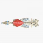 Horse skeleton model with detailed Trapezius muscle, digital illustration. — Stock Photo