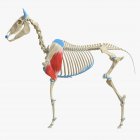 Modèle squelette de cheval avec muscle Triceps détaillé, illustration numérique . — Photo de stock