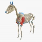 Modelo de esqueleto de cavalo com músculo Triceps detalhado, ilustração digital
. — Fotografia de Stock