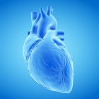 Modelo de corazón humano sobre fondo azul, ilustración por ordenador . - foto de stock