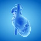 Модель людського серця на синьому фоні, комп'ютерна ілюстрація . — стокове фото