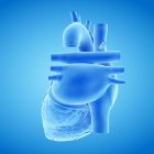 Modello di cuore umano su sfondo blu, illustrazione del computer . — Foto stock