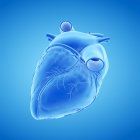 Modelo de corazón humano sobre fondo azul, ilustración por ordenador . - foto de stock
