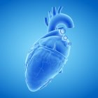 Modell des menschlichen Herzens auf blauem Hintergrund, Computerillustration. — Stockfoto