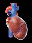 Realistic human heart model on black background, computer illustration. — Stock Photo