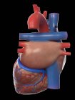 Modelo realista del corazón humano sobre fondo negro, ilustración por ordenador . - foto de stock