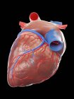 Modèle réaliste de coeur humain sur fond noir, illustration par ordinateur . — Photo de stock