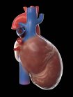 Modelo realista del corazón humano sobre fondo negro, ilustración por ordenador . - foto de stock