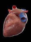Реалістична модель людського серця на чорному тлі, комп'ютерна ілюстрація . — стокове фото