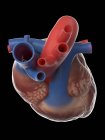 Modelo de coração humano realista em fundo preto, ilustração de computador . — Fotografia de Stock
