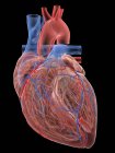 Реалістичне людське серце й кровоносні судини на чорному тлі, цифровий приклад. — Stock Photo