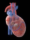 Realistisches menschliches Herz und Blutgefäße auf schwarzem Hintergrund, digitale Illustration. — Stockfoto