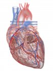 Реалістичне людське серце й кровоносні судини на білому фоні, цифровий приклад. — Stock Photo