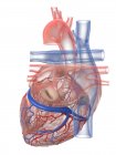 Corazón humano realista y vasos sanguíneos sobre fondo blanco, ilustración digital . - foto de stock
