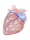 Coeur humain réaliste et vaisseaux sanguins sur fond blanc, illustration numérique . — Photo de stock