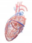 Реалістичне людське серце і кровоносні судини на білому тлі, цифрова ілюстрація . — стокове фото
