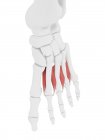 Partie squelette humain avec muscle dorsal interosseux détaillé, illustration numérique . — Photo de stock