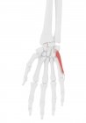 Menschliches Skelettteil mit detaillierten contrens digiti minimi Muskeln, digitale Illustration. — Stockfoto