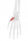 Человеческий скелет часть с подробным Opponens pollicis мышцы, цифровая иллюстрация
. — стоковое фото