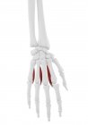 Menschliches Skelettstück mit detailliertem Palmarinterossären Muskel, digitale Illustration. — Stockfoto