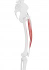 Parte del esqueleto humano con músculo recto femoral detallado, ilustración digital . - foto de stock