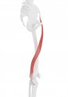 Human skeleton part with detailed Sartorius muscle, digital illustration. — Stock Photo