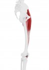 Parte del esqueleto humano con músculo Tensor fascia lata detallado, ilustración digital . - foto de stock