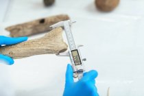 Pesquisador de arqueologia em antler de medição de laboratório com paquímetro digital . — Fotografia de Stock