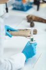 Archaeology researcher in laboratory measuring antler with digital caliper. — Stock Photo