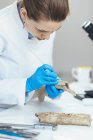 Young female archaeology researcher in laboratory analyzing ancient antler tool. — Stock Photo