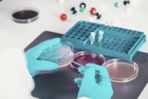 Microbiologist working with petri dishes and test tubes in laboratory. — Stock Photo