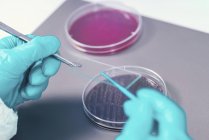 Mikrobiologe entnimmt Bakterienprobe auf Objektträger. — Stockfoto